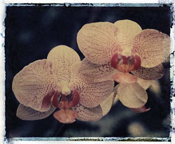 orchid10