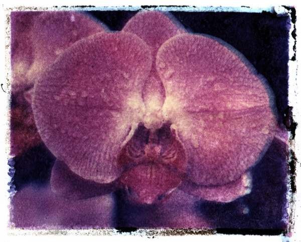 orchid12