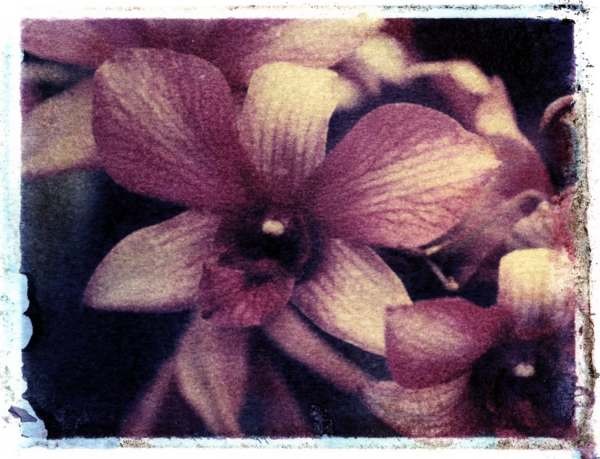 orchid13
