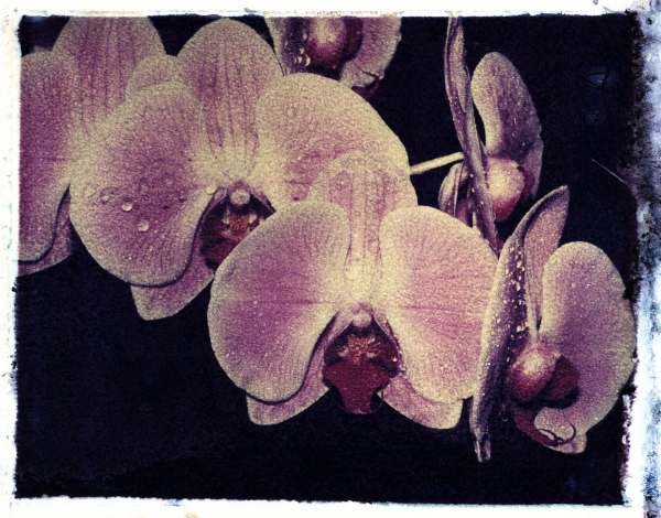 orchid15