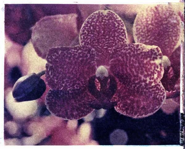 orchid2