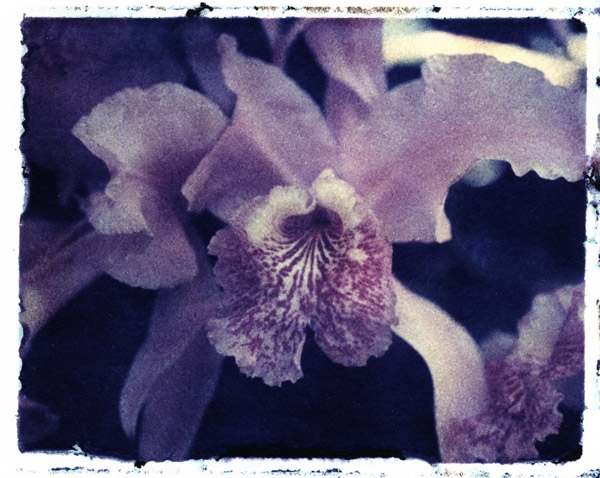 orchid3