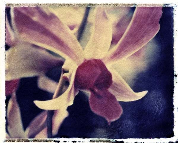 orchid4