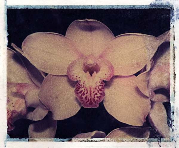 orchid5