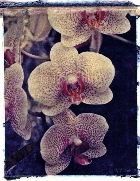 orchid5a