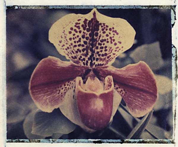 orchid6