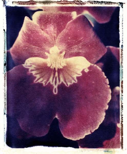 orchid6a