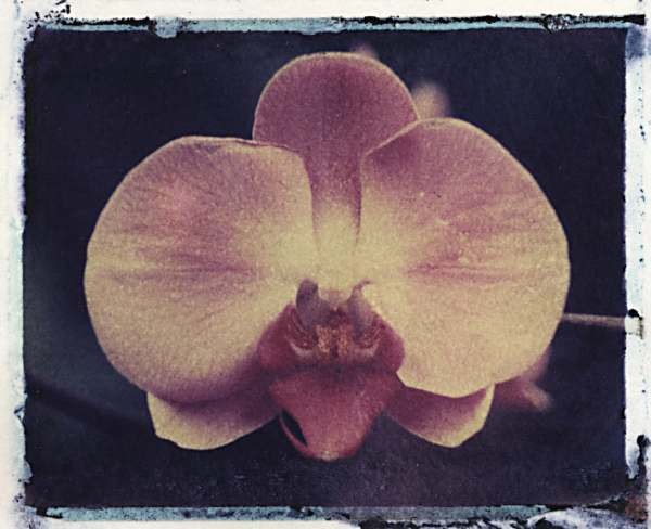 orchid7