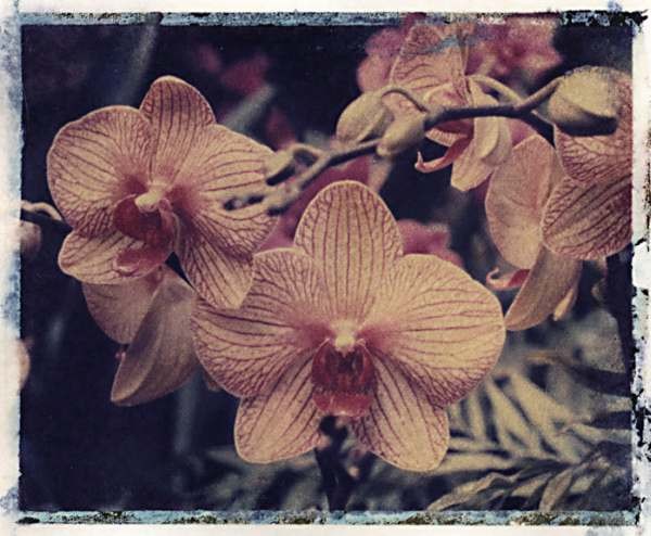 orchid9