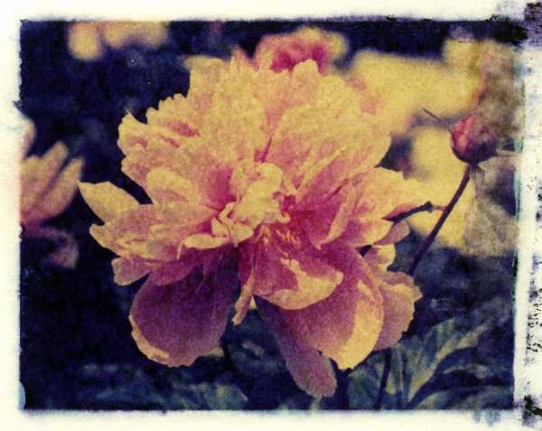 peonies1