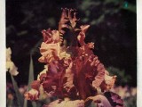 iris2