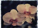 orchid10