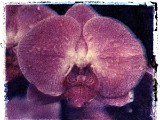 orchid12