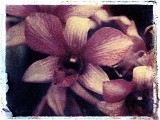 orchid13
