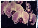 orchid15