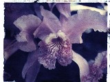 orchid3