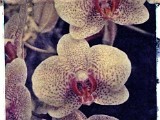 orchid5a