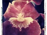 orchid6a