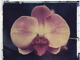 orchid7