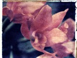 orchid8a
