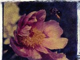 peonies3