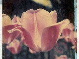 tulip2